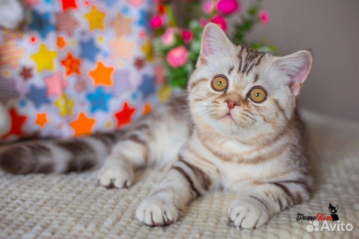 Британская кошечка лапочка