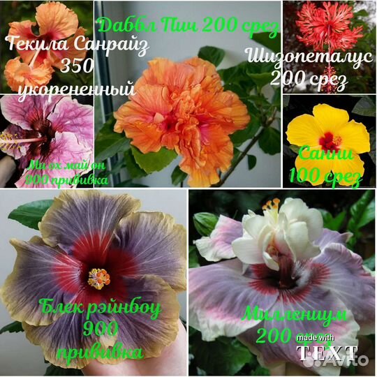 Гибискусы разных сортов