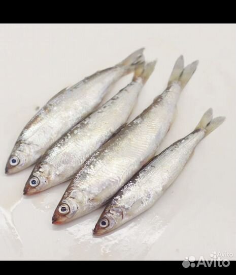 Ряпушка. вылов январь