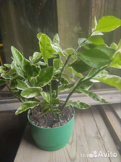 Комнатные цветы