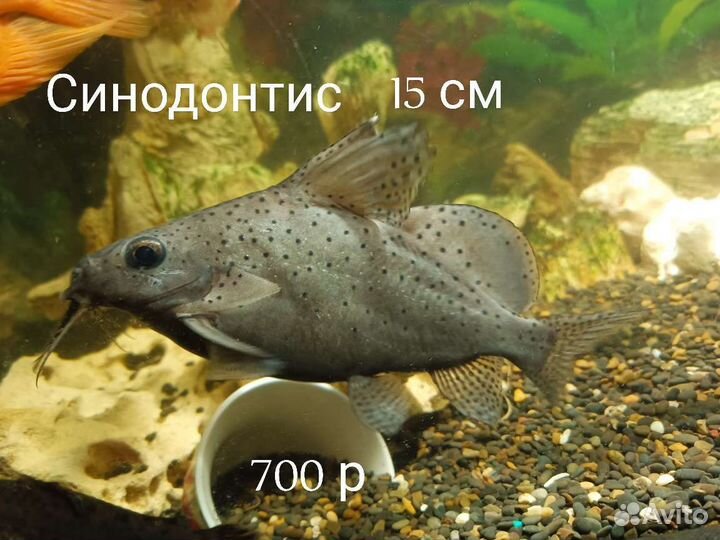 Астронотус. Аквариум