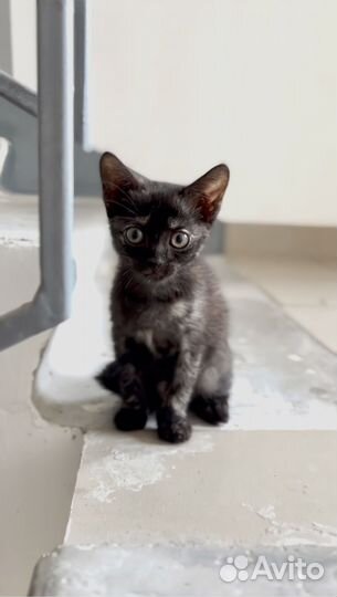 Котенок девочка