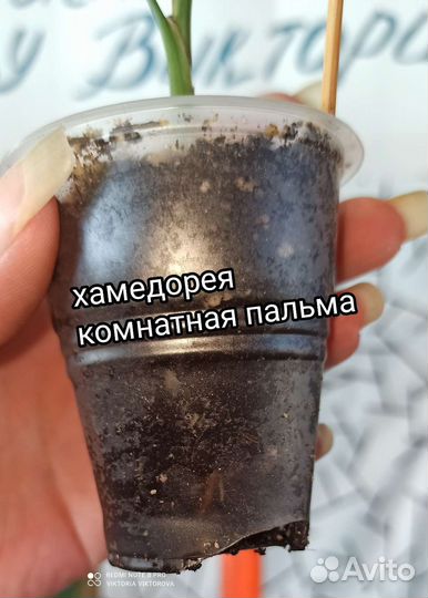 Хамедорея, комнатная пальма