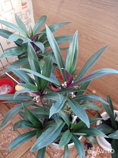 Комнатные растения