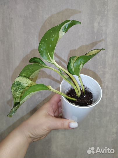 Сциндапсусы сортовые