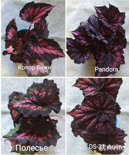 Бегония декоративно-лиственная