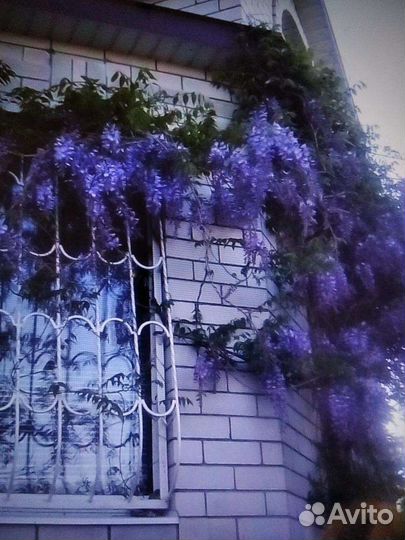 Гортензия, глициния, клематис, дипладения