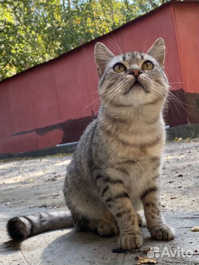 Кошка кот ок 6 мес