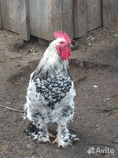 Петух Брама