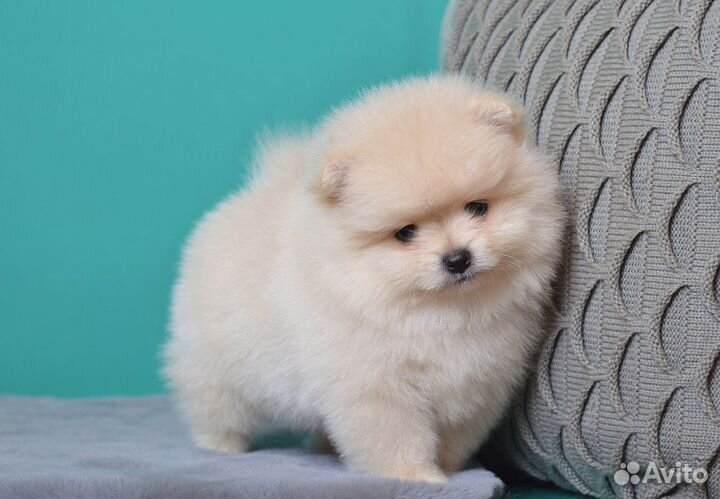 Померанский шпиц