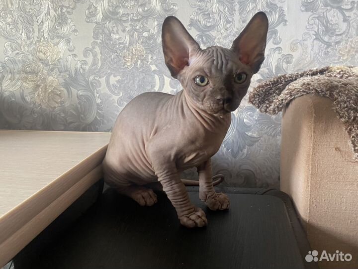 Канадский сфинкс