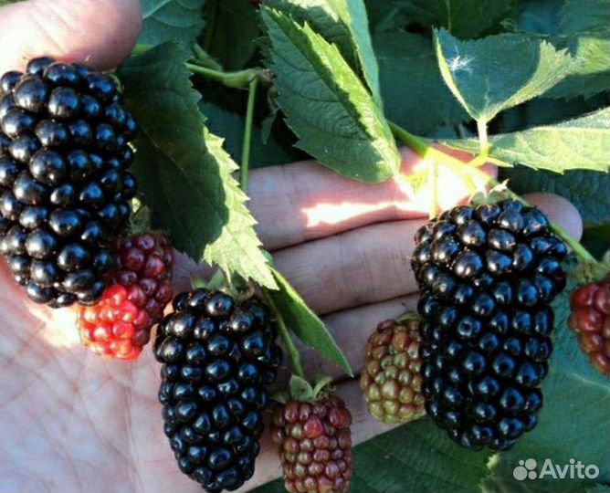 Саженцы ежевики