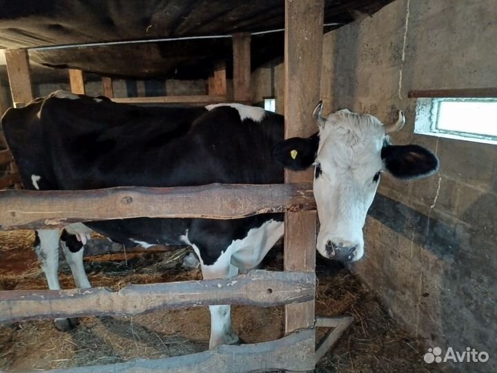 Корова и телочка