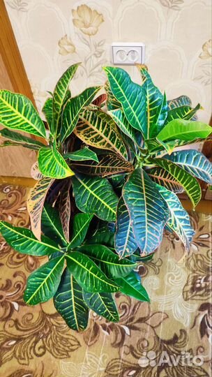 Кротон Петра