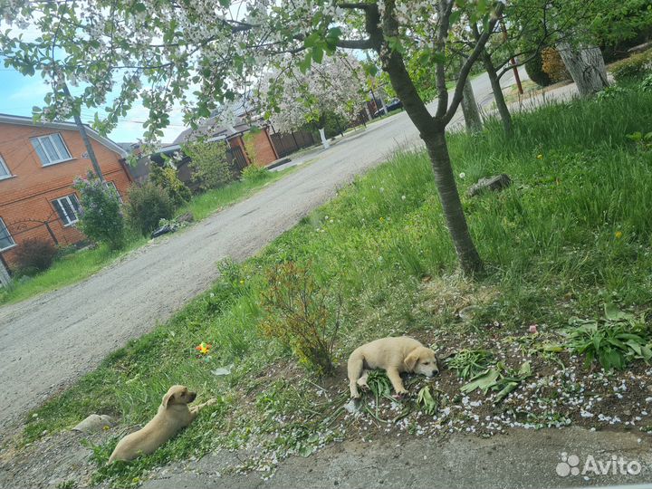 Щенки. Кабельки. Бесплатно