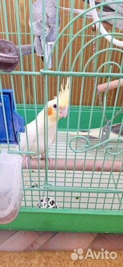 Попугай корелла птенец