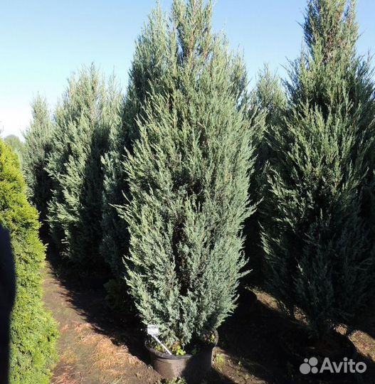 Скальный Блю Эрроу