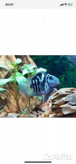 Рыбка сапфировый попугай