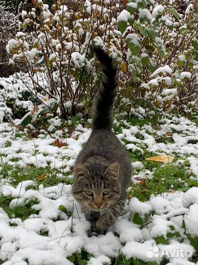 Кот в добрые руки