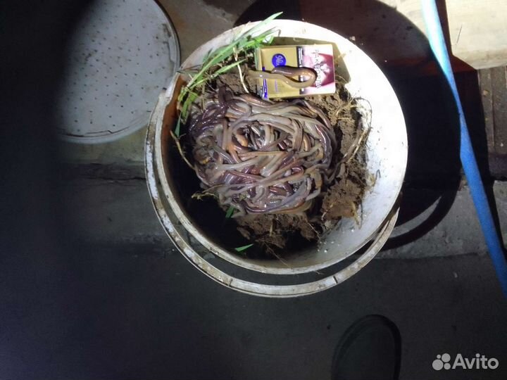 Черви, выползки