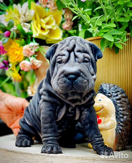 Щенок шарпея РКФ