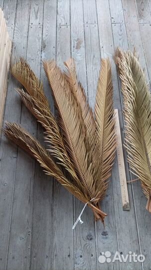 Саговая пальма Цикаса