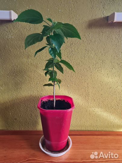 Гибискус красный махровый, черенок 30 см