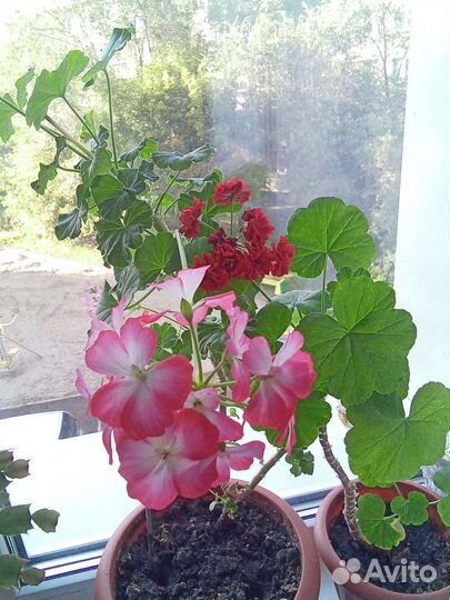 Герань пеларгония