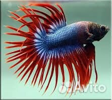 Рыбка Петушок