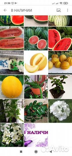 Семена томатов