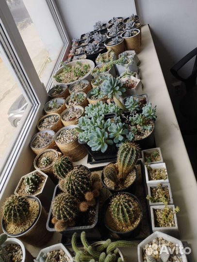 Кактусы и суккуленты