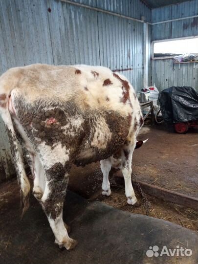 Телка айширская 1,8 месяцев