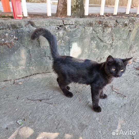 Котята в добрые руки бесплатно