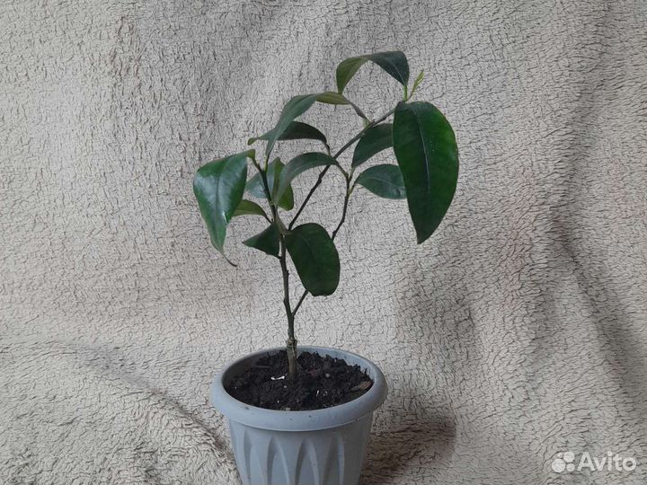 Кумкват марго