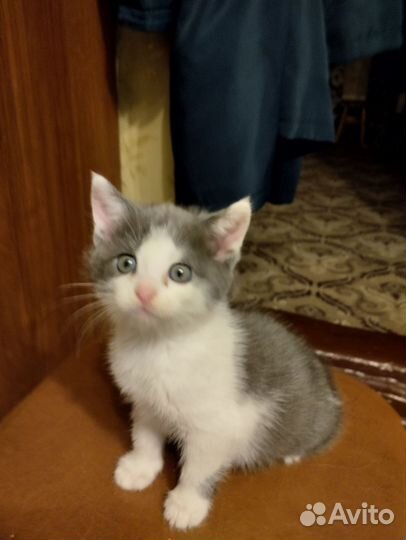 Котята