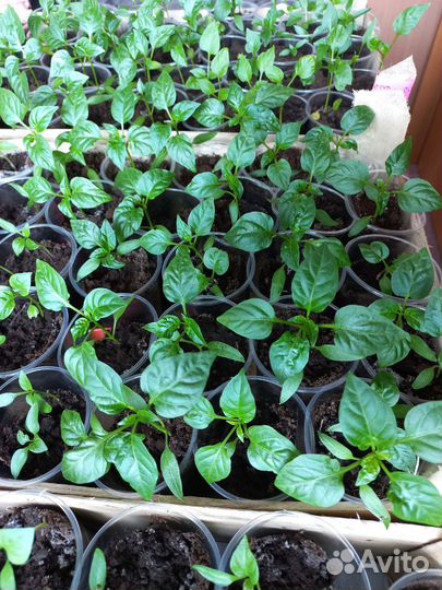 Рассада перца