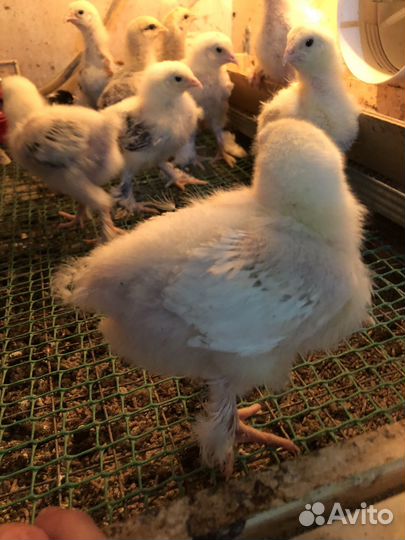 Цыплята разных возростов