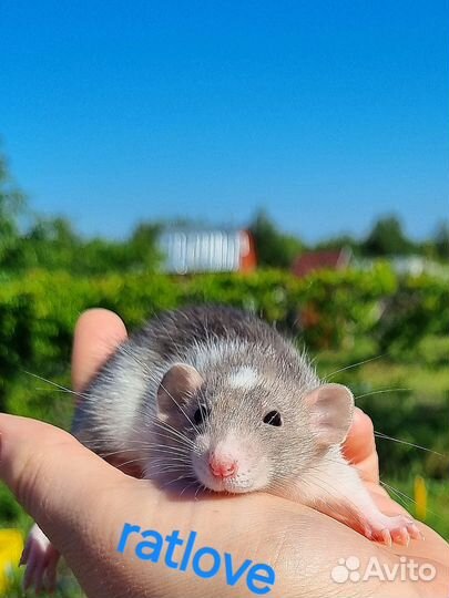 Крысята редкие малыши