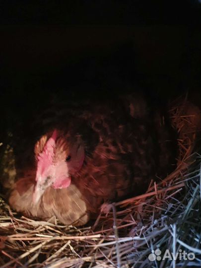 Куры несушки