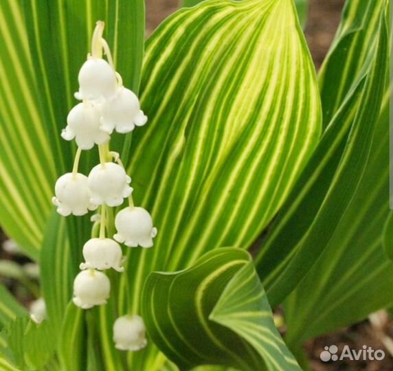 Сортовые ландыши, 4 вида