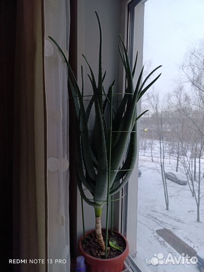 Комнатные Алоэ Вера