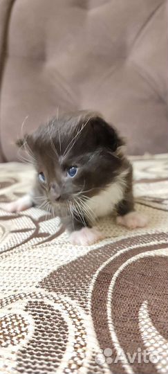 Котята мейн куна