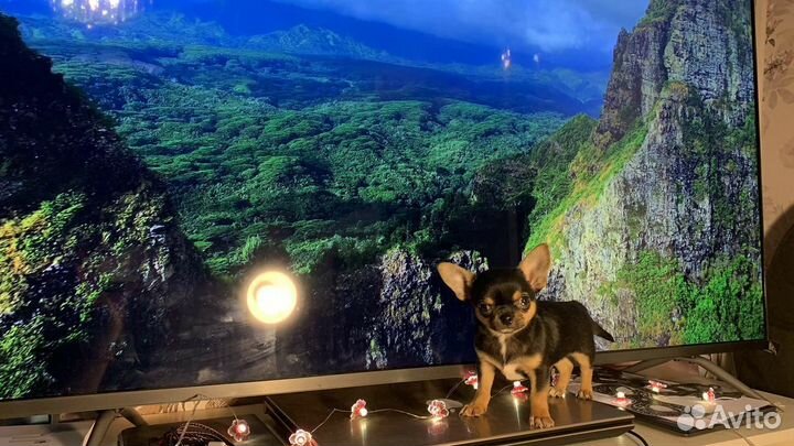 Щенки чихуахуа