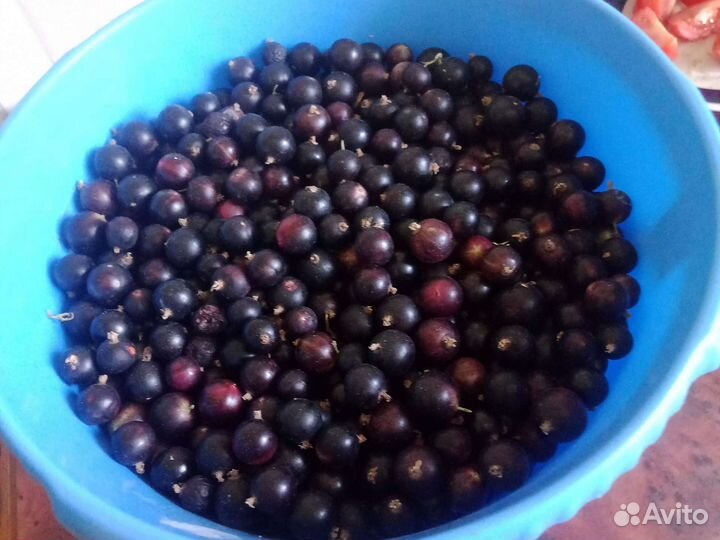 Чёрная смородина