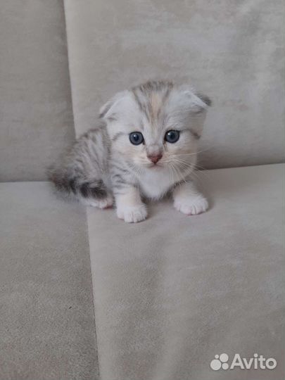 Шотландский котёнок