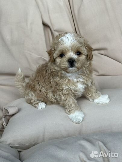 Мальтипу f1 mini