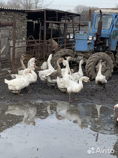 Гуси холмогоры