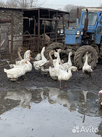 Гуси холмогоры