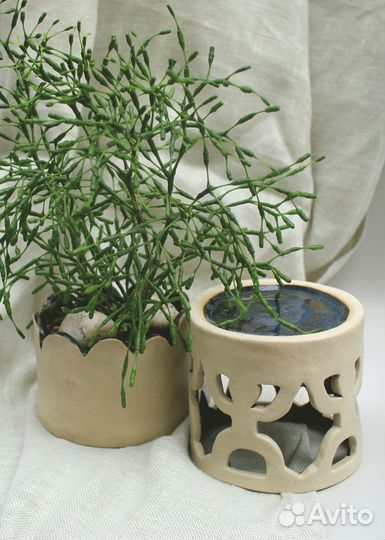 Хатиора в керамическом горшке с поддоном