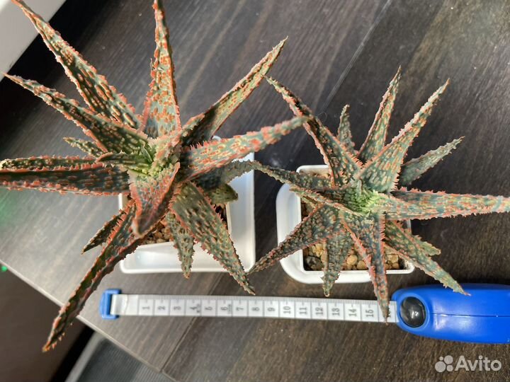 Продам сортовые алоэ (цена за оба)